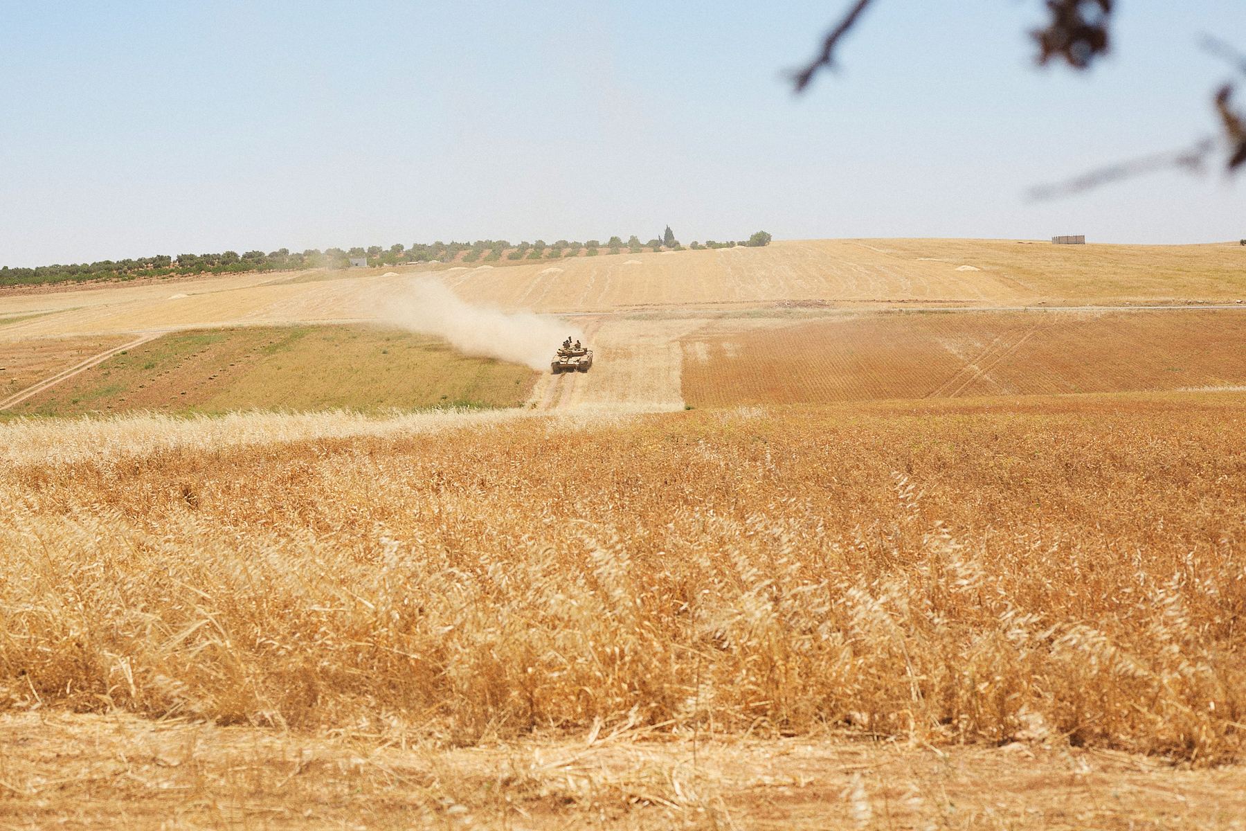 A tank raises dust on a track across golden wheat fields.